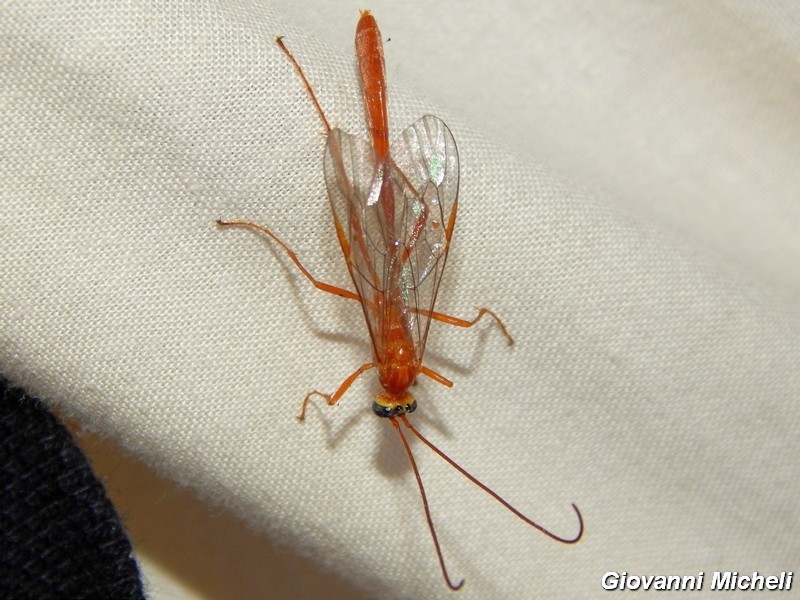 Enicospilus sp., Ichneumonidae